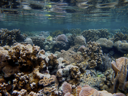 Coral reefs under low pH conditions in Palau are still diverse and have high coral cover.: Photograph by Hannah Barkley courtesy of NSF.